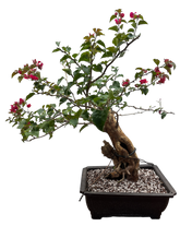 Bougainvillea - Pre-bonsai specimen (red) B0-101-P
